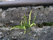 click om te vergroten